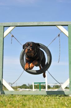 portrait of a purebred rottweiler in agility