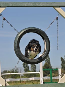 purebred border collie in a competition of agility