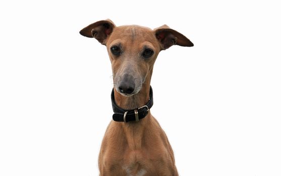 portrait of a purebred italian greyhound on a white background