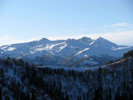 Russia; a file; flora; vegetation; a distance; winter