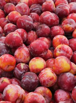 Pile of red and yellow plums  at the farmers market