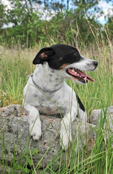 portrait of a purebred jack russel terrier in the nature