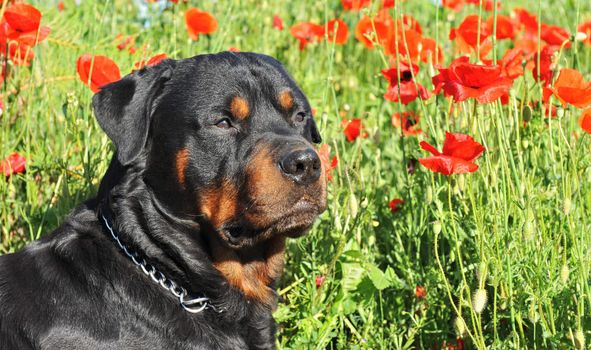 portrait of a purebred rottweiler lying down in a field of poppies. focus on the eyes