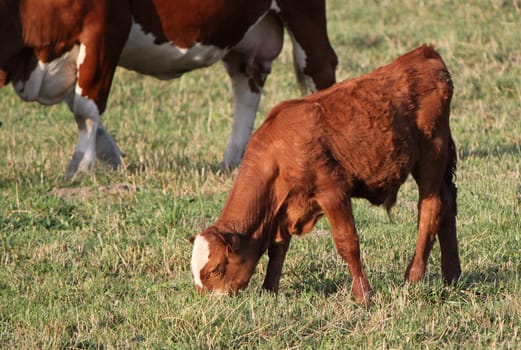 Young brown calf eating the grass next to a big cow feet