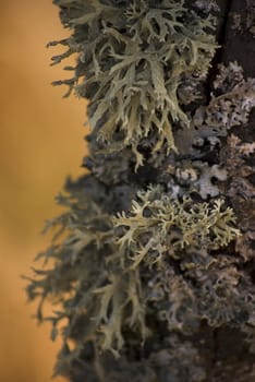 moss on a tree in autumn