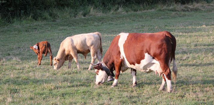 Two cows, one wearing a bell arround its neck, and a small calf scratching in a meadow by sunset