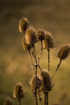 thistle in a field in autumn