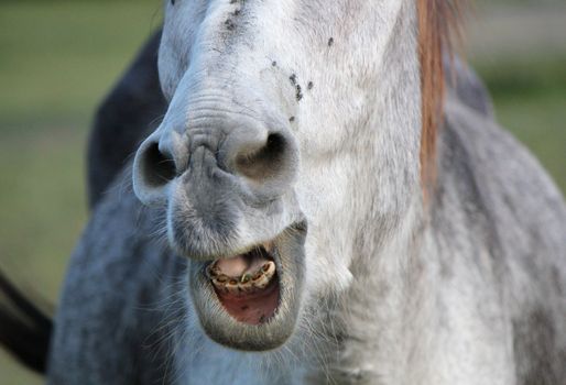 Teeth and nose of a grey donkey braying