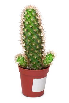 Cactus like a penis in a pot on a white background