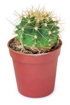 The small round cactus in a brown pot