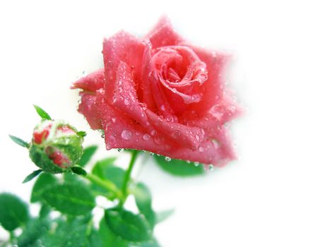 pink rose with bud and drops isolated on white