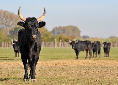portrait of a purebred Camargue bull in a field