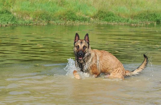 swimming belgian shepherd malinois in a river