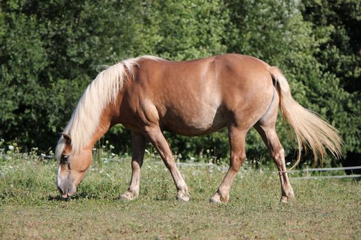 Beautiful clear brown horse walking and eating in a meadow by sunset