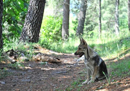 portrait of a puppy purebred czechoslovak dog in a forest, same a wild wolf...