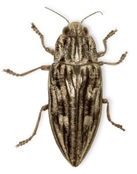 The big black bug isolated on a white background