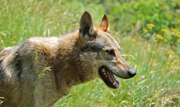 portrait of a purebred czechoslovak dog in a field, same a wild wolf...