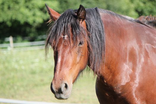 Head of a beautiful brown horse in a meadow by sunset