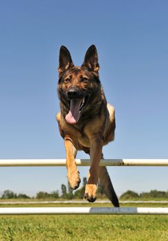 jumping grey german shepherd in a training of agility