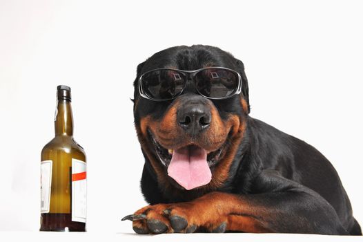 portrait of a purebred rottweiler with sunglasses and bottle of alcohol. focus on the dog