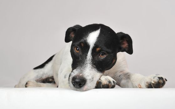 portrait of a sad purebred jack russel terrier