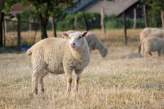 One sheep looking at the photographer in its meadow with other sheeps in the back