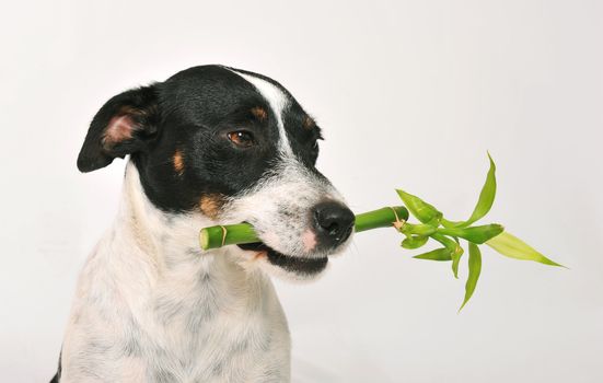 a jack russel terrier carry a lucky bambou in his mouth