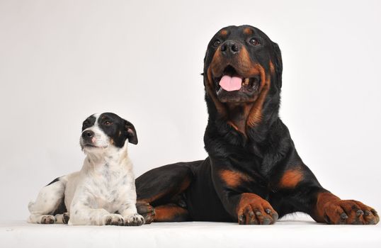 two friends dogs: rottweiler and jack russel terrier