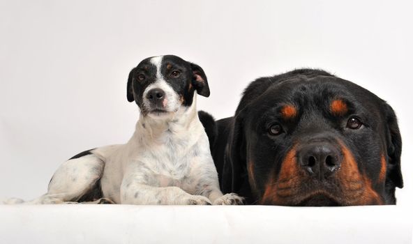 two friends dogs: rottweiler and jack russel terrier