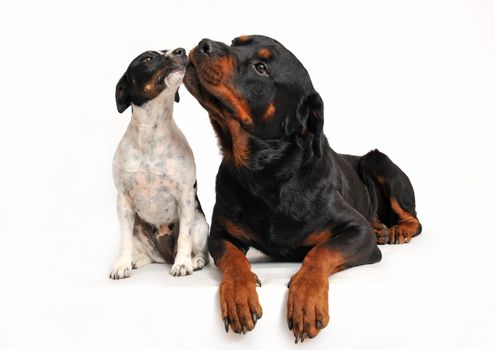  rottweiler and a jack russel terrier are very friends