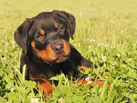 portrait of a young puppy purebred rottweiler in a garden