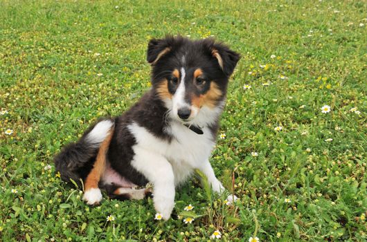 portrait of a puppy shetland dog in the grass