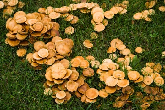 Mushrooms growing in a circle in the grass in autumn