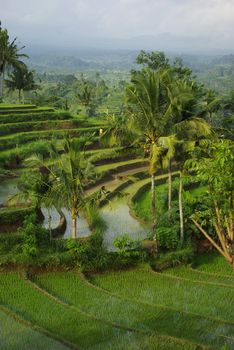 Landscape of young watered ricefield with some coconut palm in Bali island