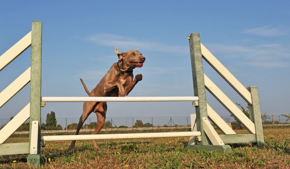 jumping purebred weimaraner dog in a day of spring