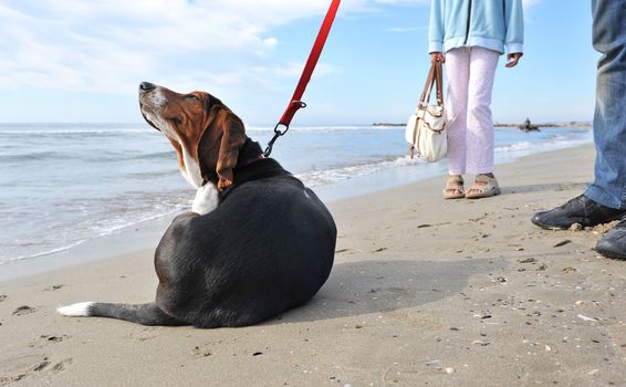 two humans waiting their puppy basset hound because he's scratching on a beach