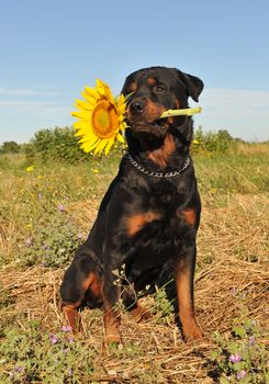 purebred rottweiler sitting in a field with a sunflower