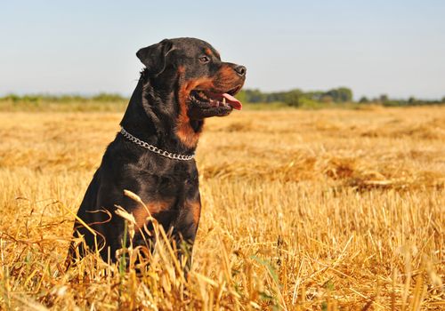 portrait of a purebred rottweiler in a meadow of wheat