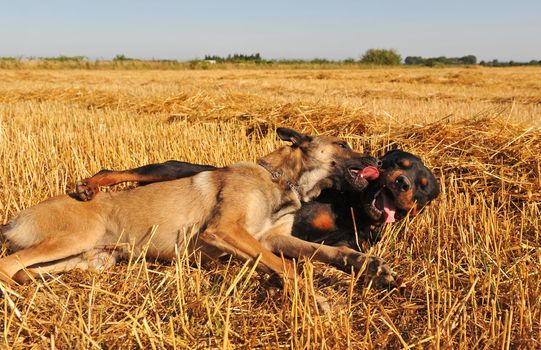 a rottweiler playing with his friend belgian shepherd malinois in meadow