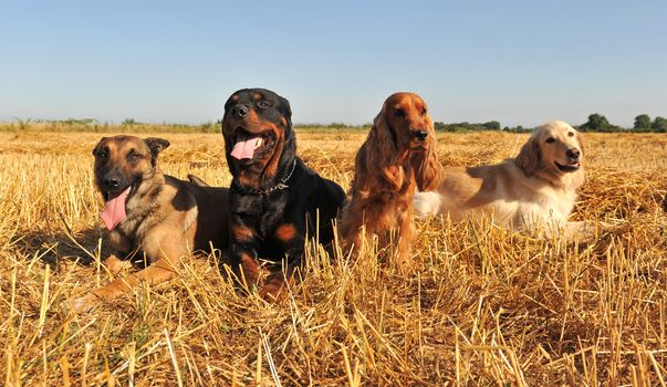 four dogs lying down in a field