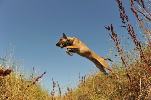 portrait of a jumping purebred belgian shepherd malinois