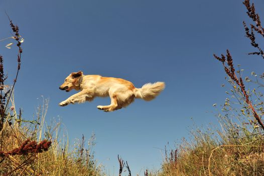 jumping purebred golden retriever or blond hovawart on a blue sky