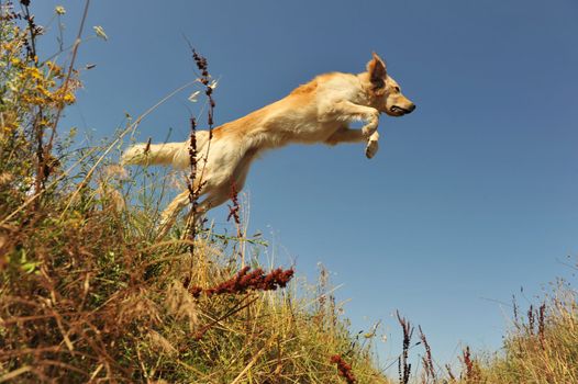 jumping purebred golden retriever on a blue sky