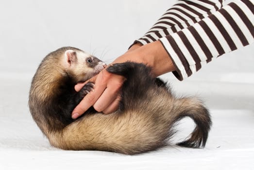 Polecat shoot made in studio on white background