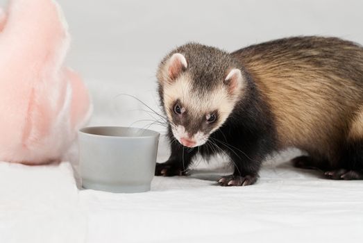 Polecat shoot made in studio on white background