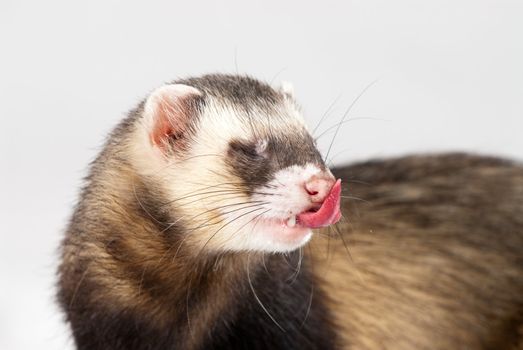 Polecat shoot made in studio on white background