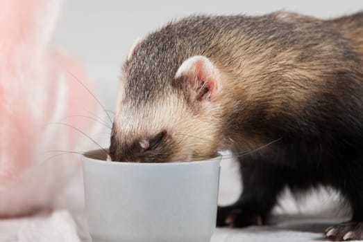 Polecat shoot made in studio on white background