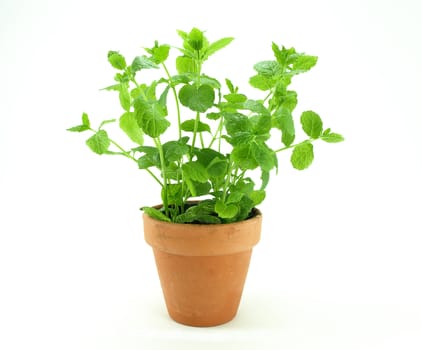 Fresh mint herb on a pot over white.