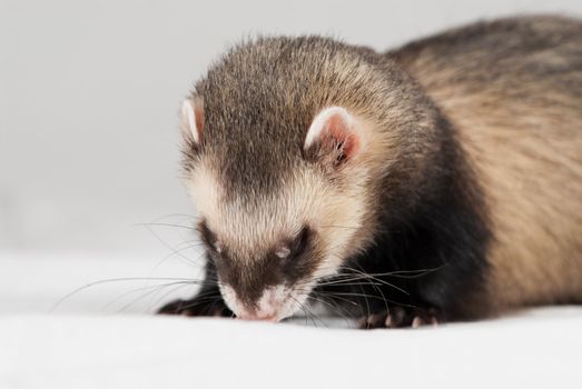 Polecat shoot made in studio on white background