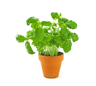 A fresh basil herb on a pot over white.